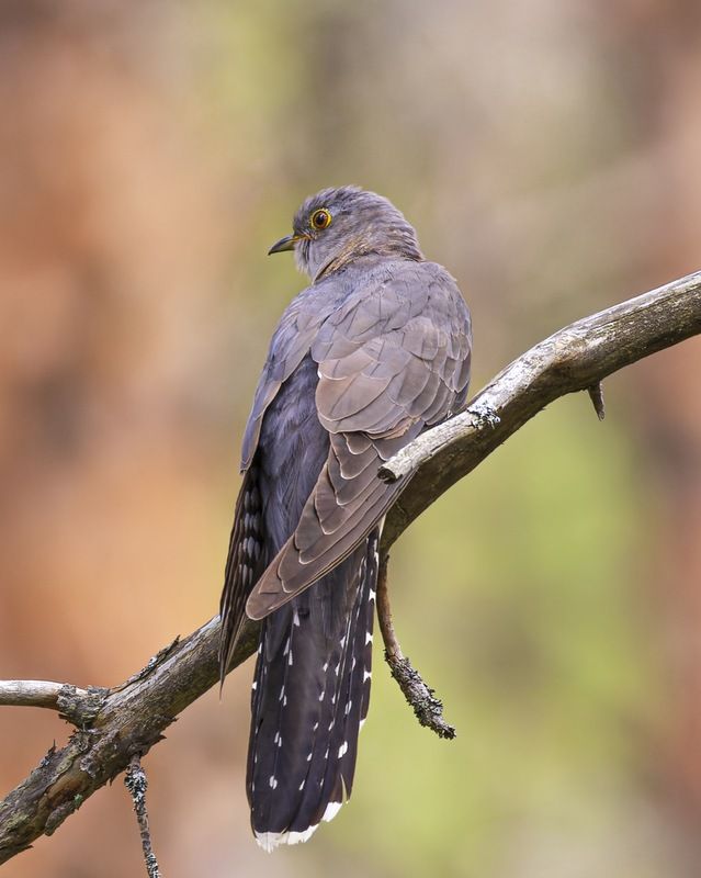 кукушка, птицы Кукушка фото превью