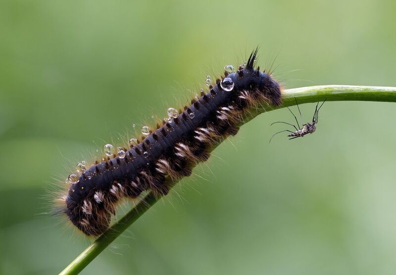 лето, дождь, гусеница, комар Дождливое лето фото превью