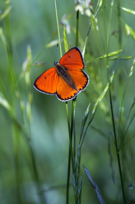 Червонец фото превью