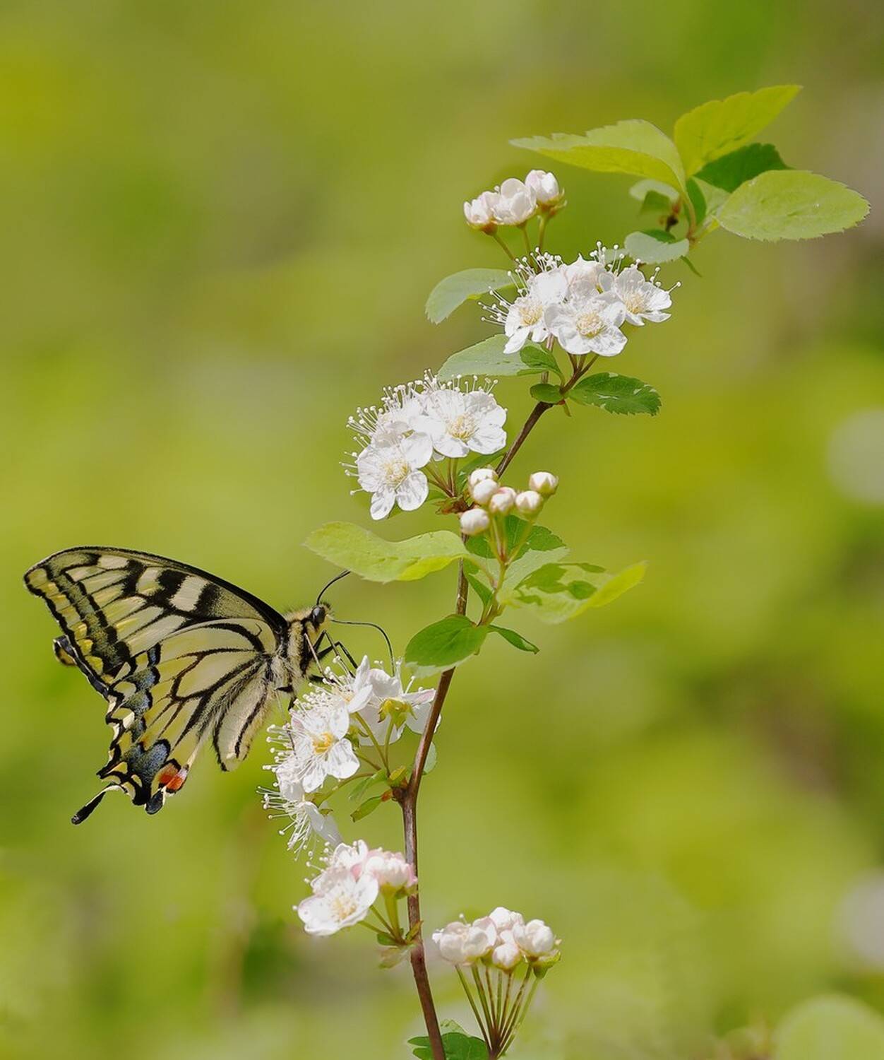 махаон, Евгений Слободской