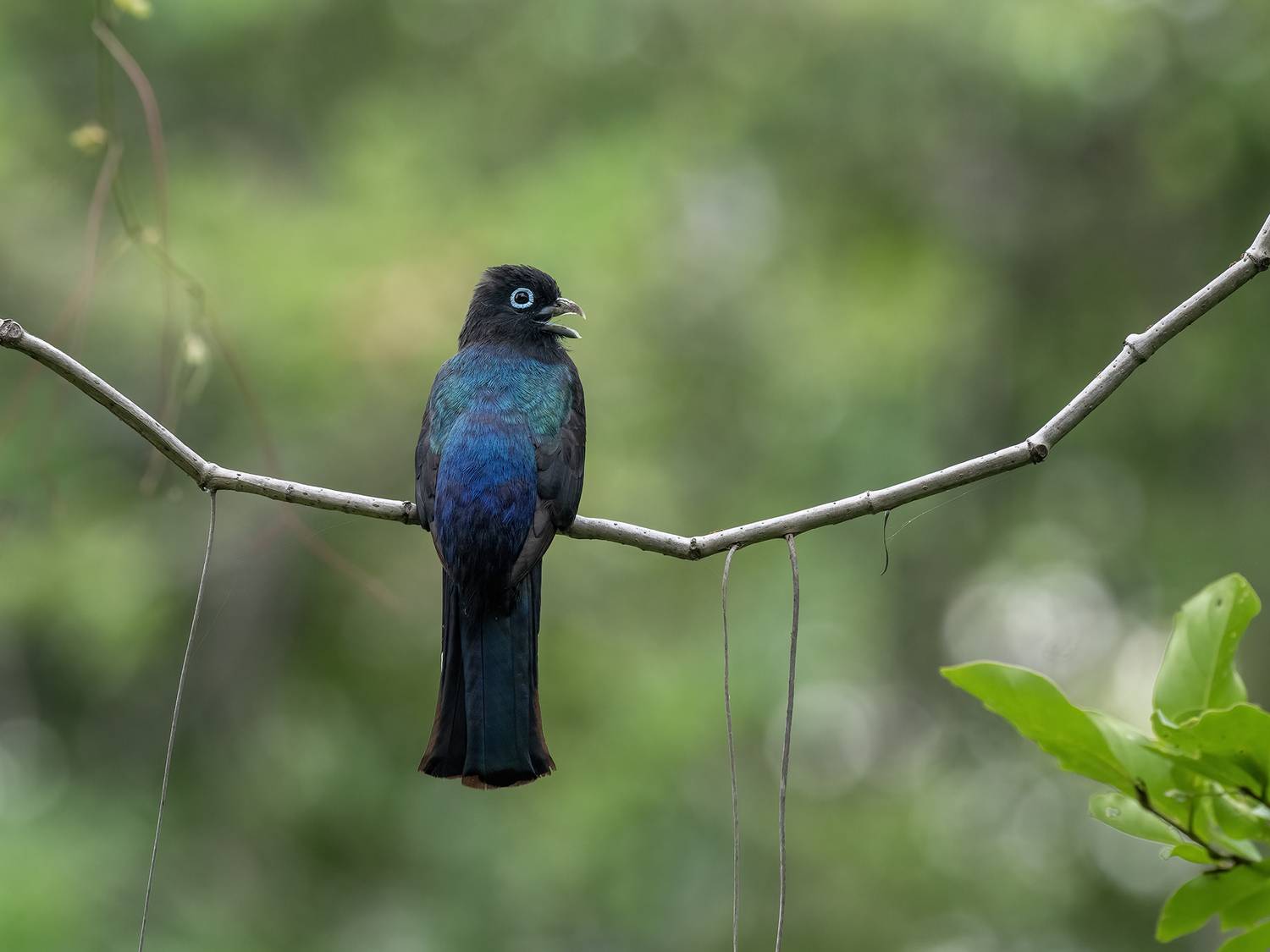 , Fernando Burgalin Sequeira