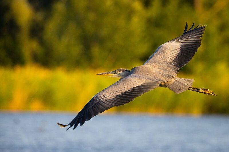 Volavka фото превью
