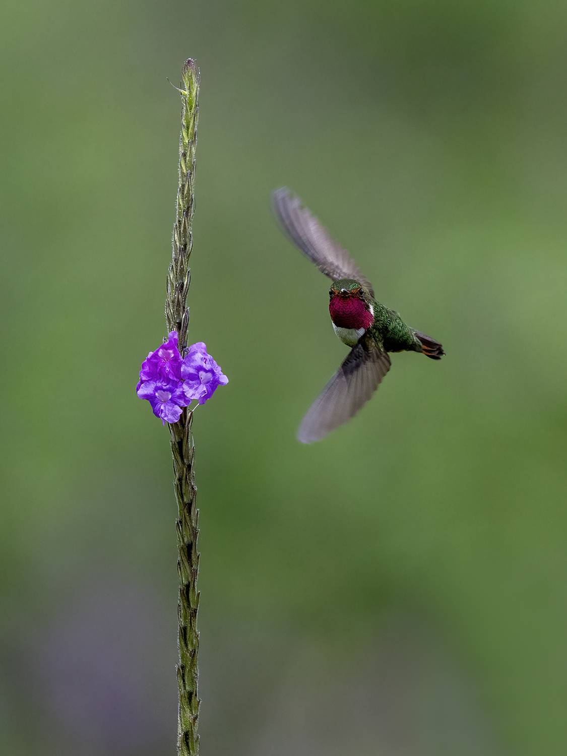 , Fernando Burgalin Sequeira