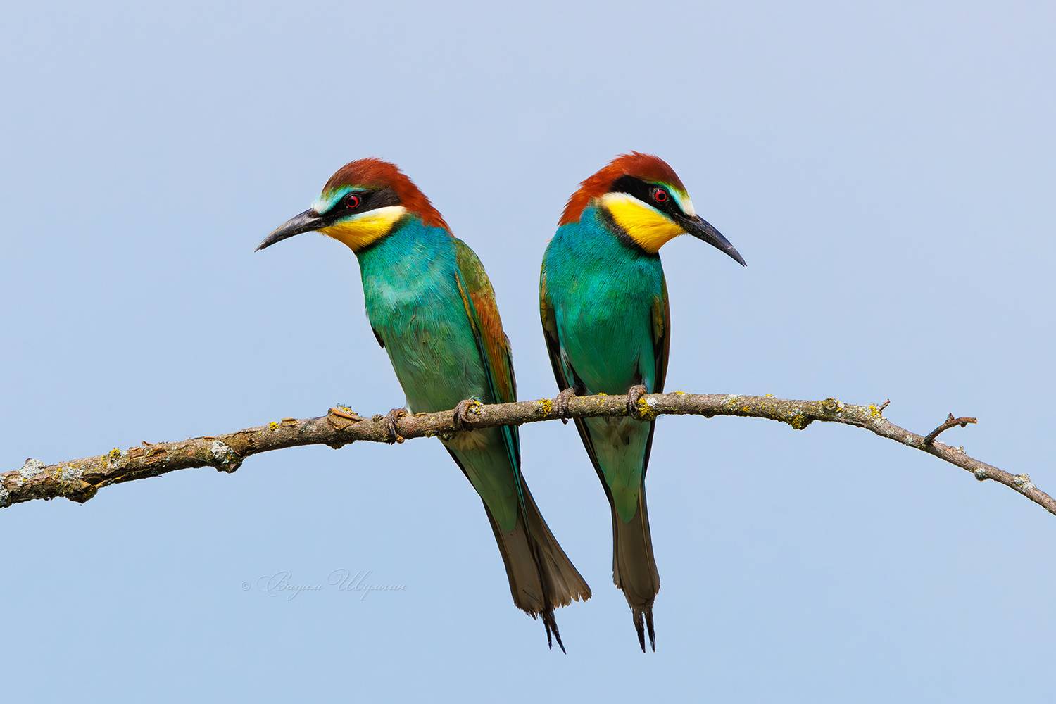 щурка, Шульгин Вадим