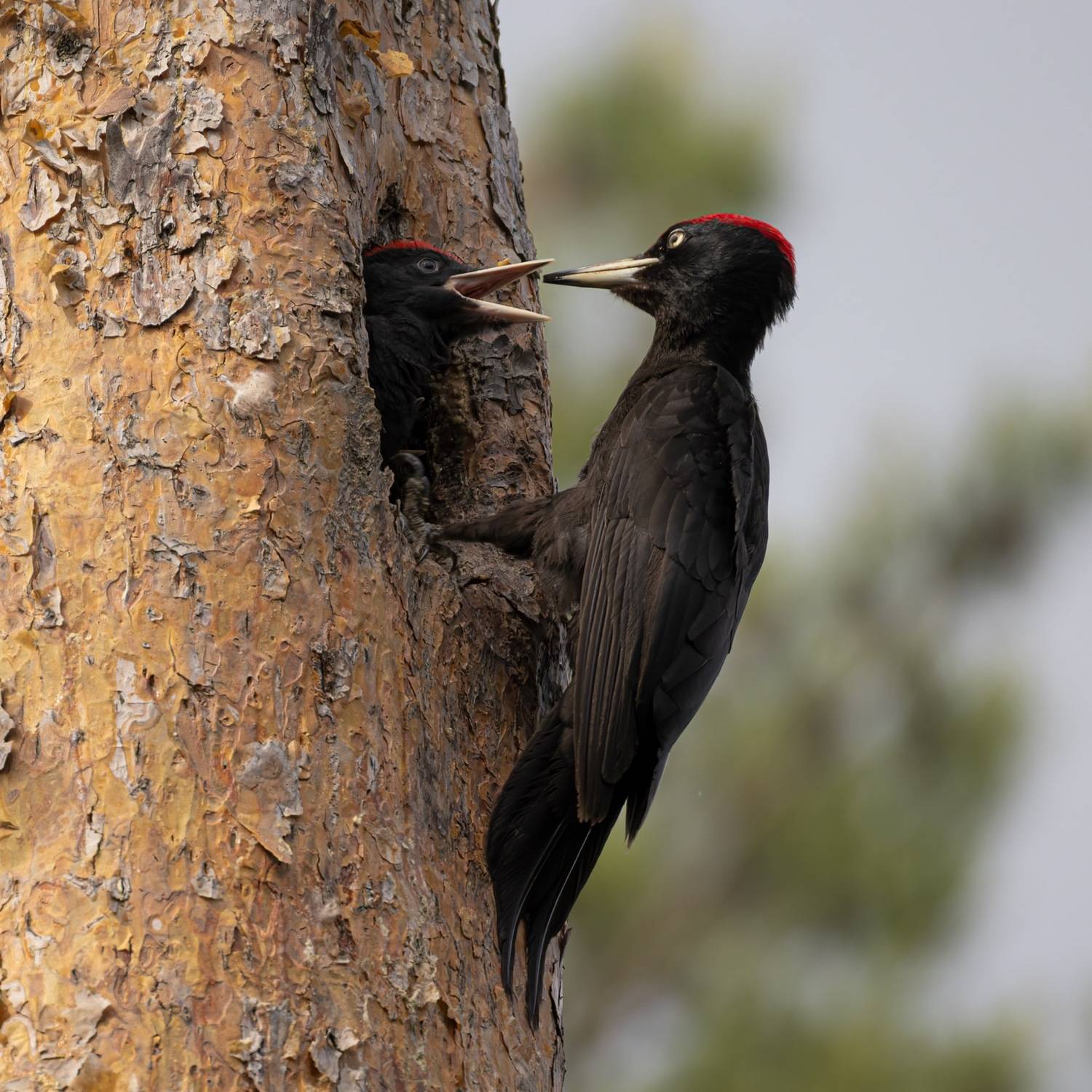 желна, черный дятел, дятел, птенец, птицы, Руслан Pl