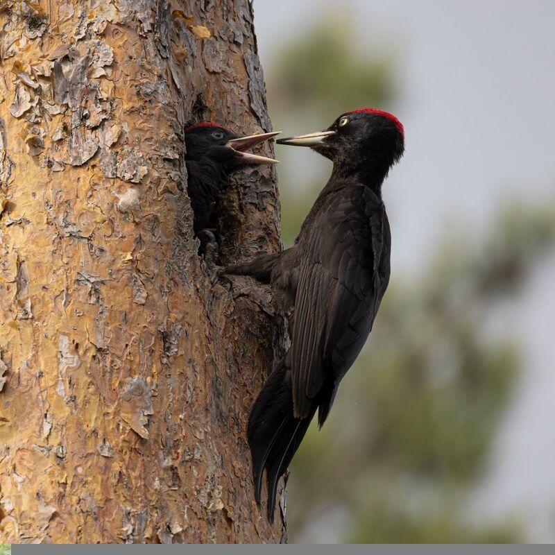 желна, черный дятел, дятел, птенец, птицы Желна с птенцом фото превью