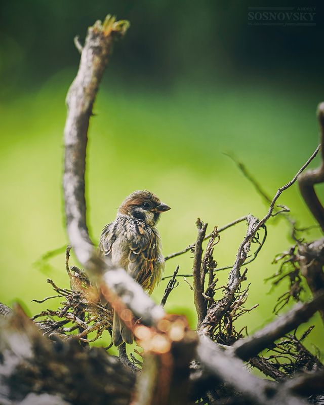 Он обернулся посмотреть, не обернулась ли она :) фото превью