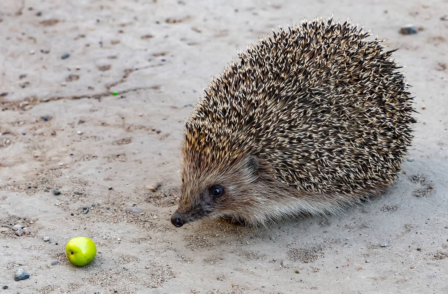 ёж, город, яблоко, Широких Александр