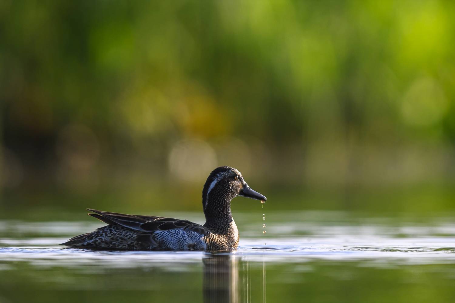 , Пупонин Сергей