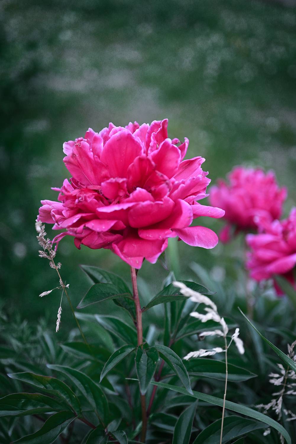 , Калёв Сергей