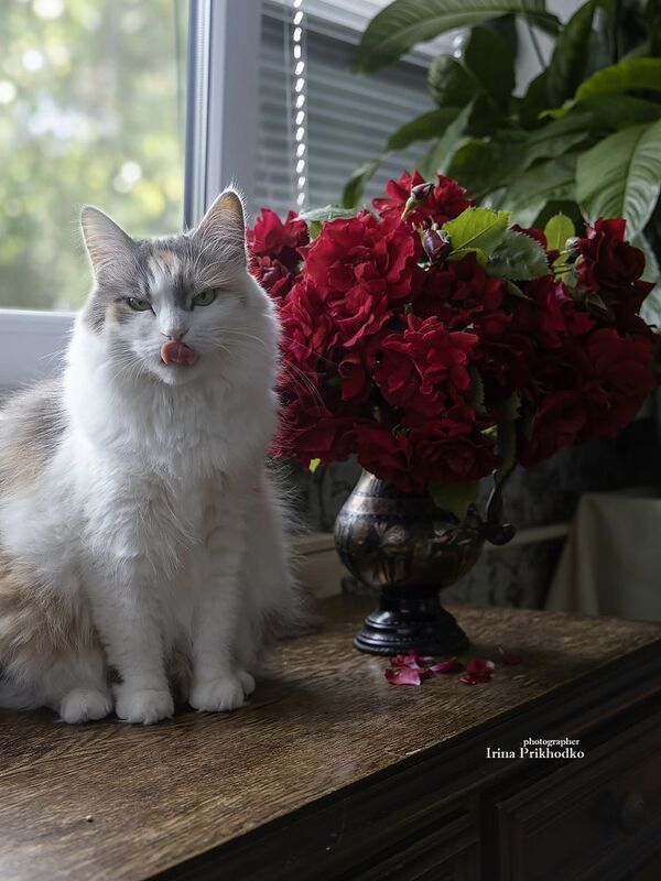 фото животных, котопортрет, кошки, питомцы, букеты, розы Портрет кошки с букетом роз фото превью