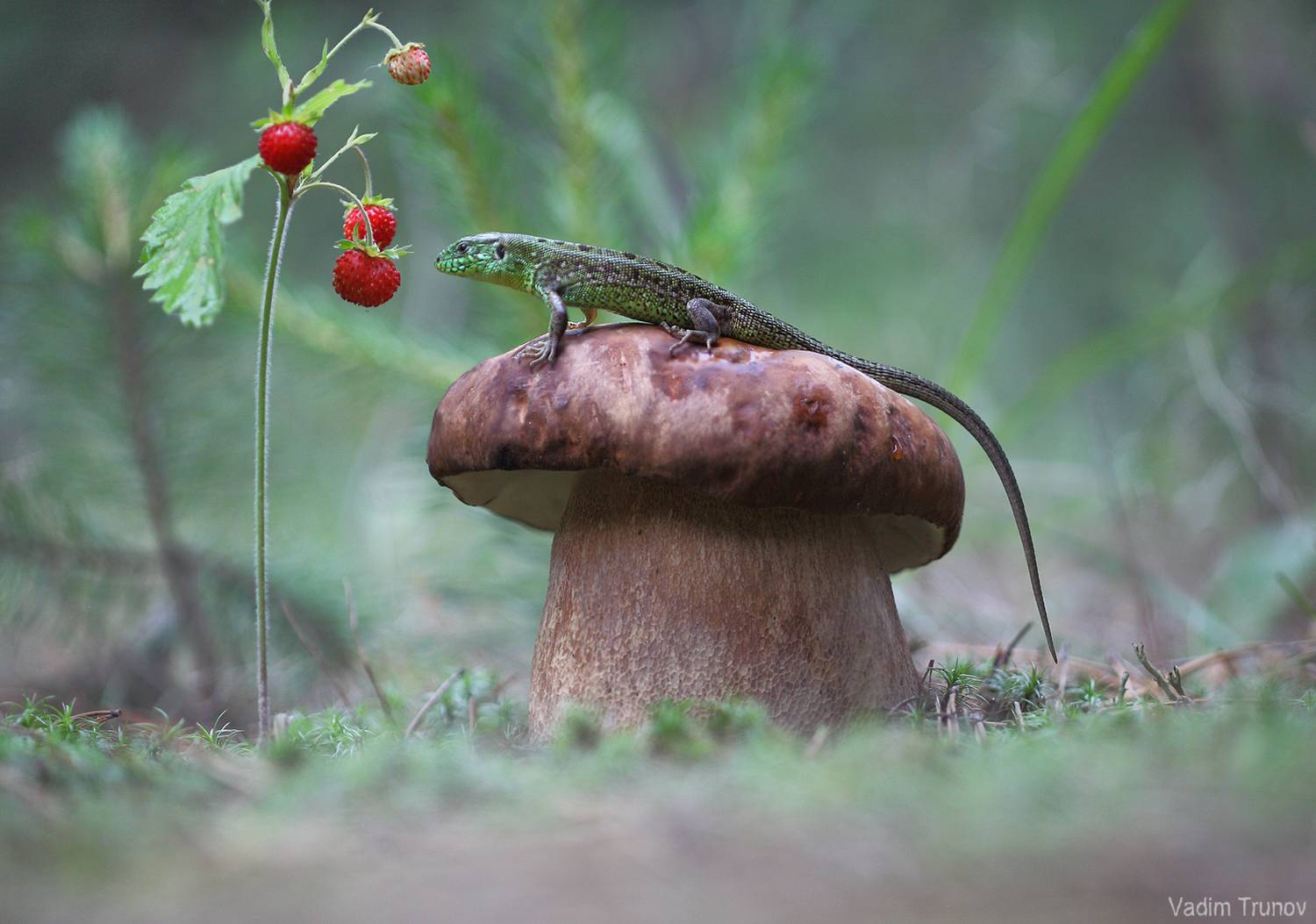 ящерица, гриб, Вадим Трунов