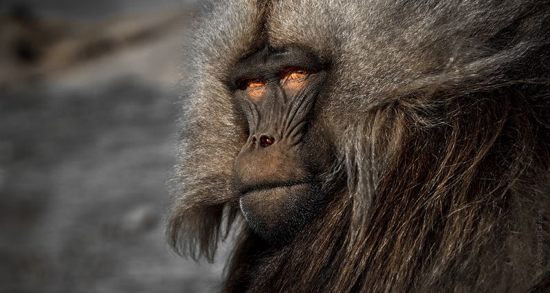 Гелада фото превью