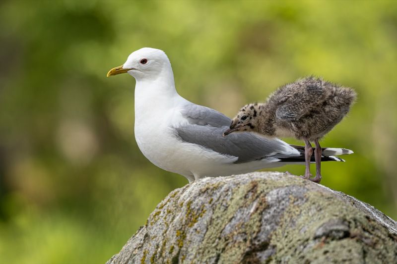 сизая чайка, чайка, птенцы, птенец, птицы Семейный портрет фото превью