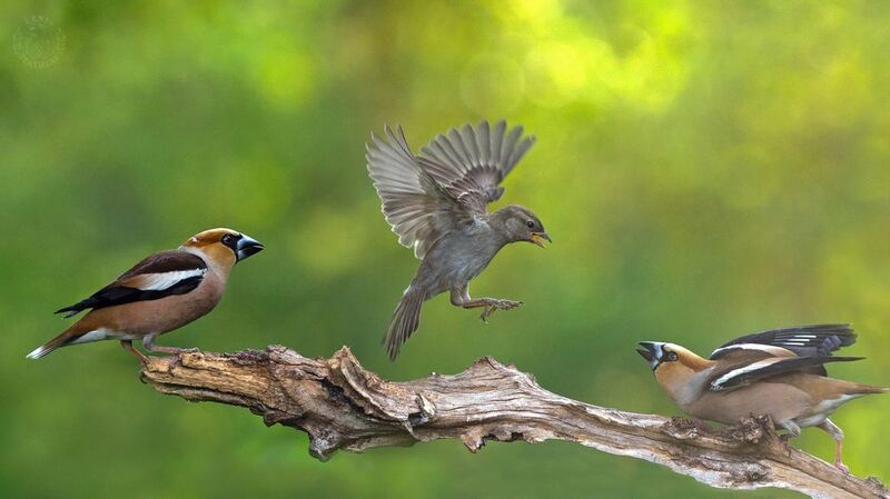 Дубонос и зеленушка - Lens and Feathers фото превью