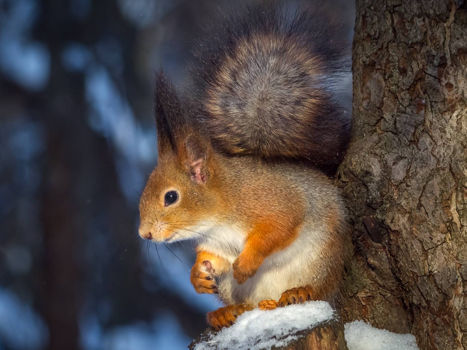, Алексеев Сергей