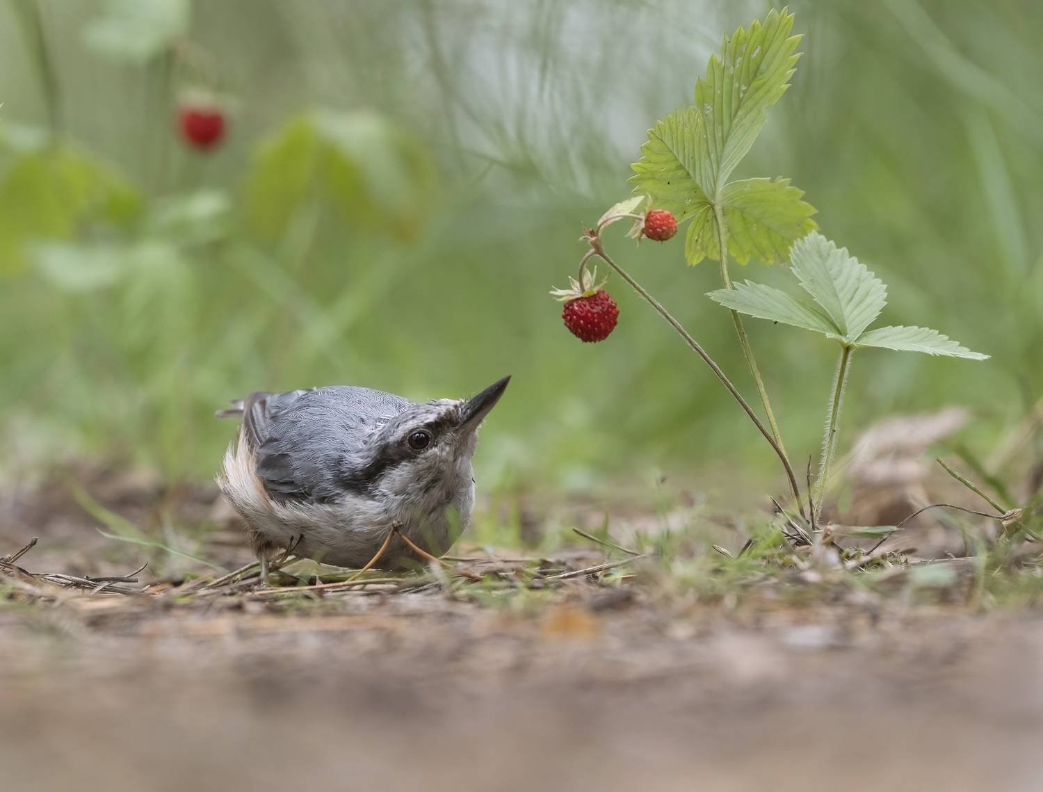 птицы,природа, лето, Андрей Киселёв