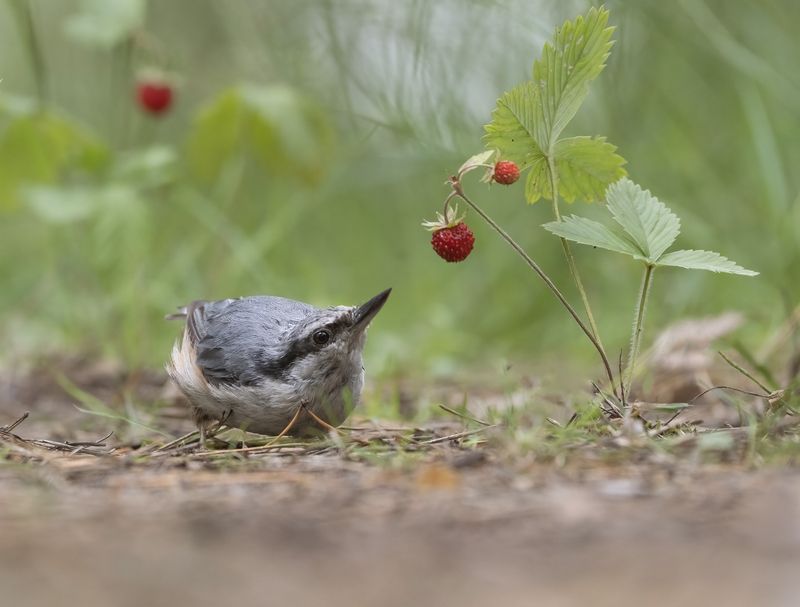 птицы,природа, лето В лесу фото превью