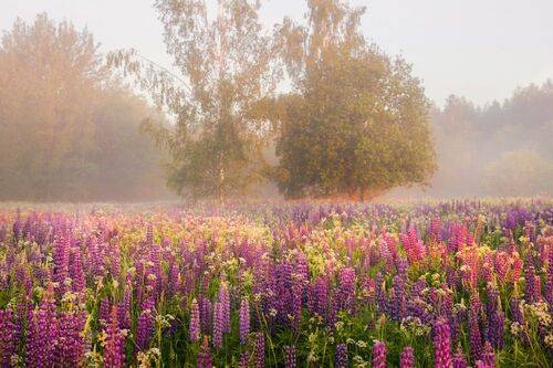 Люпиновое утро.