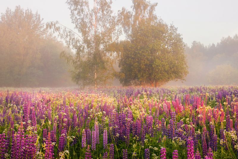 утро туман поле люпин рассвет вязниковский сизово Люпиновое утро. фото превью