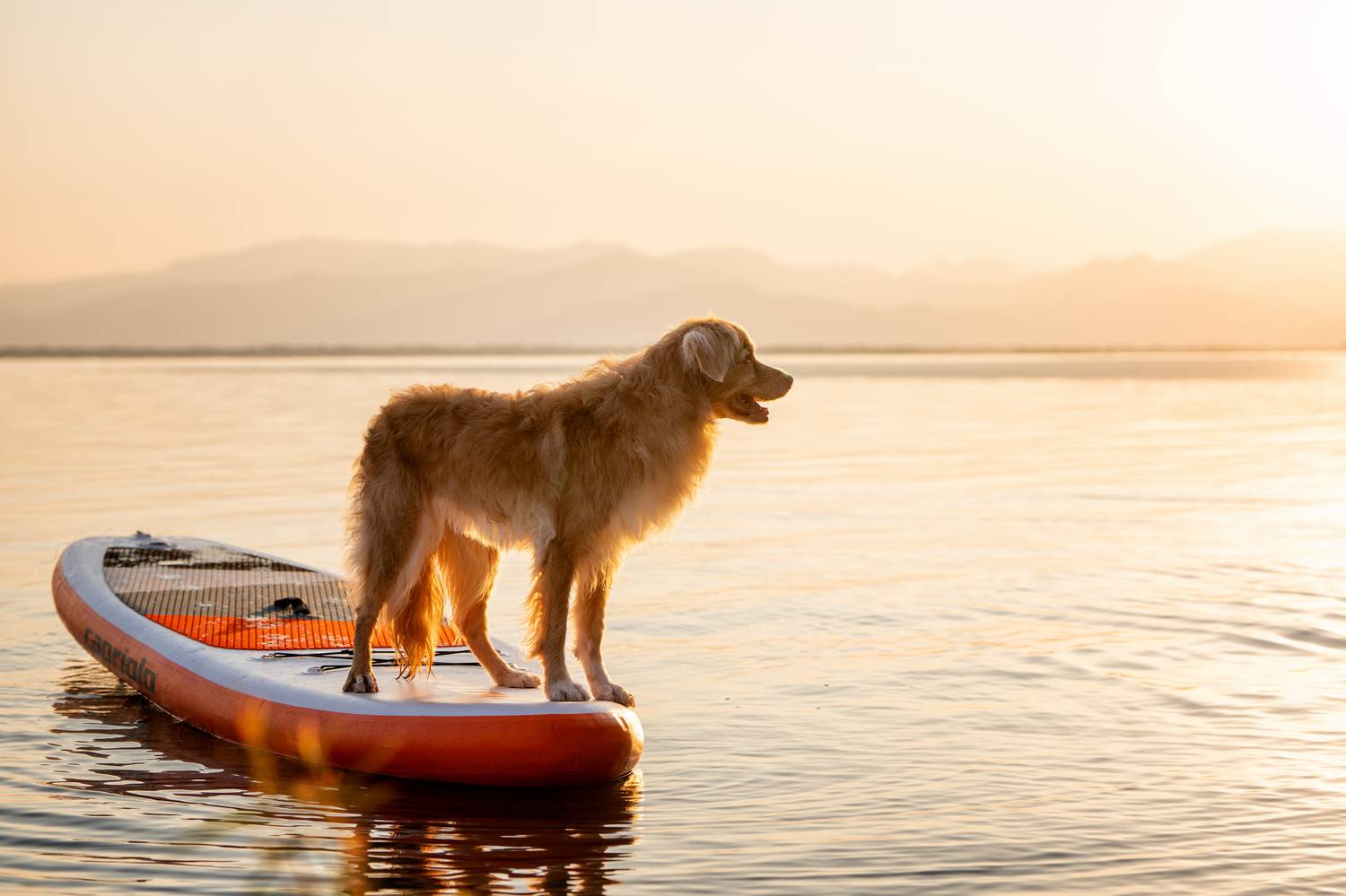 , Андрианова Ирина