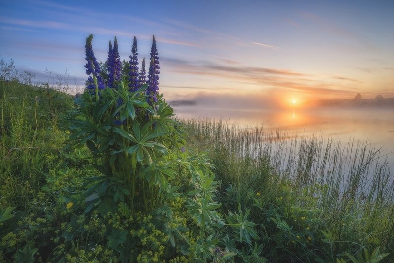 Утренний букет из люпинов фото превью