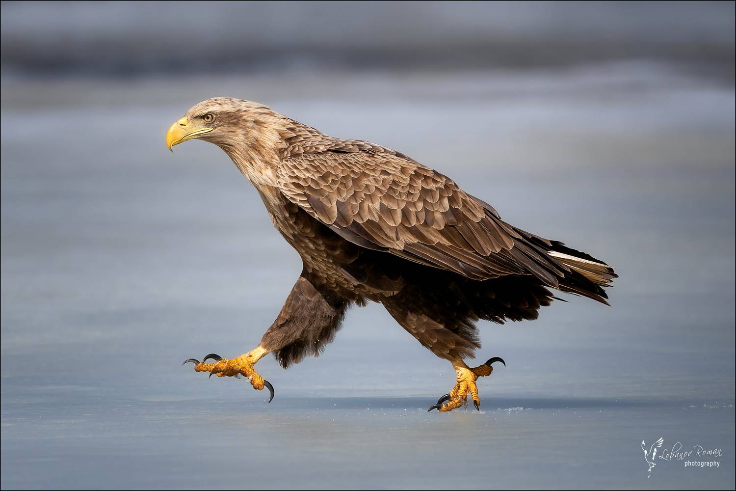 , Лобанов Роман