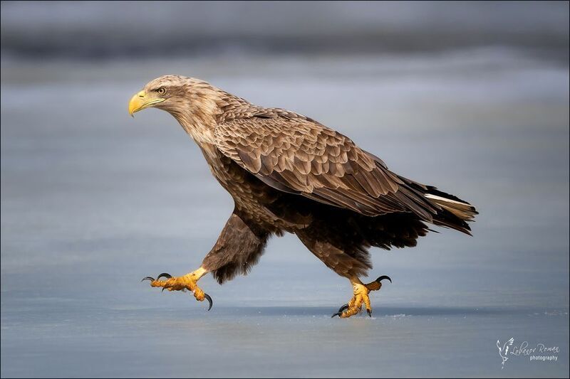 Важная птица фото превью