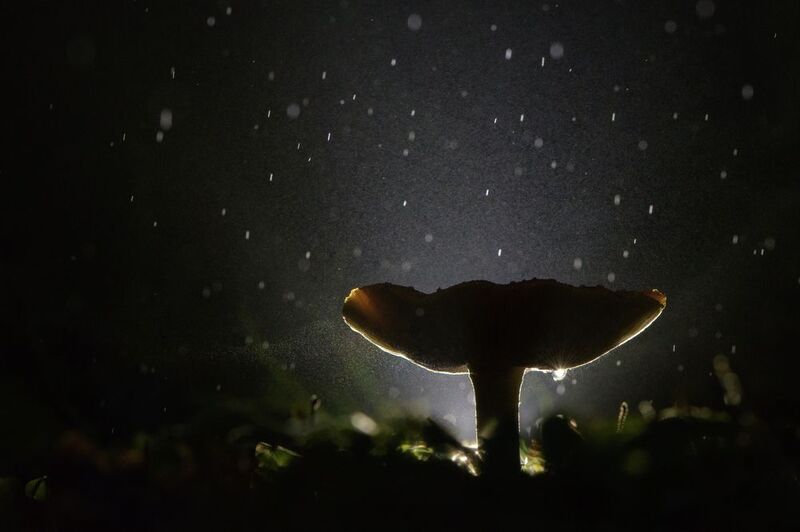 мухомор, жодь, ночь, сумерки Ночной дождь фото превью