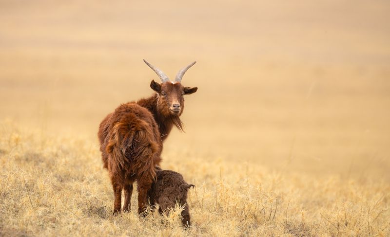 Монгольская коза с потомством.  фото превью