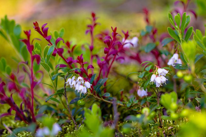 .... фото превью