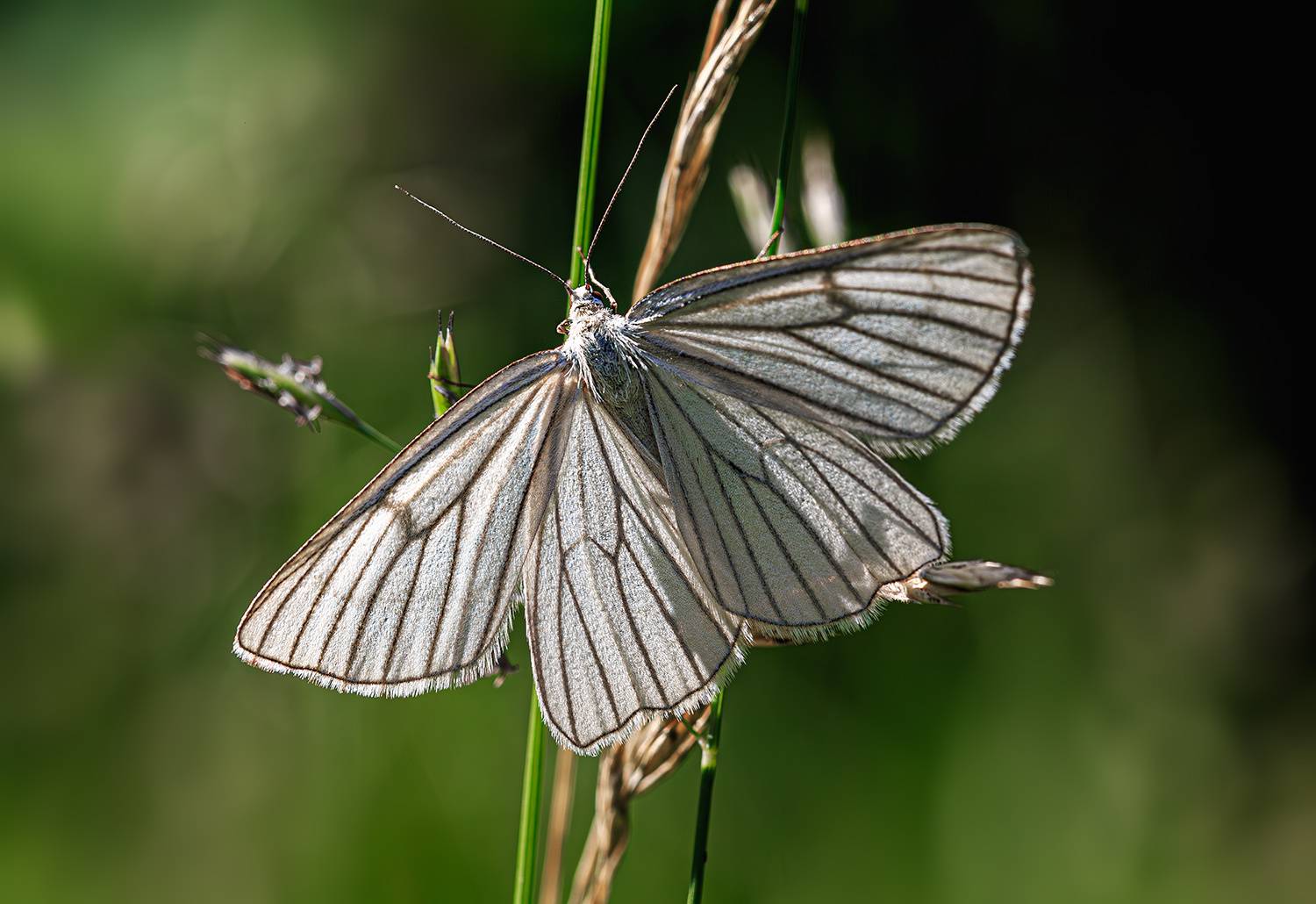 насекомые, бабочка, пяденица, линейчатая, лето, июнь, Борис Новиков