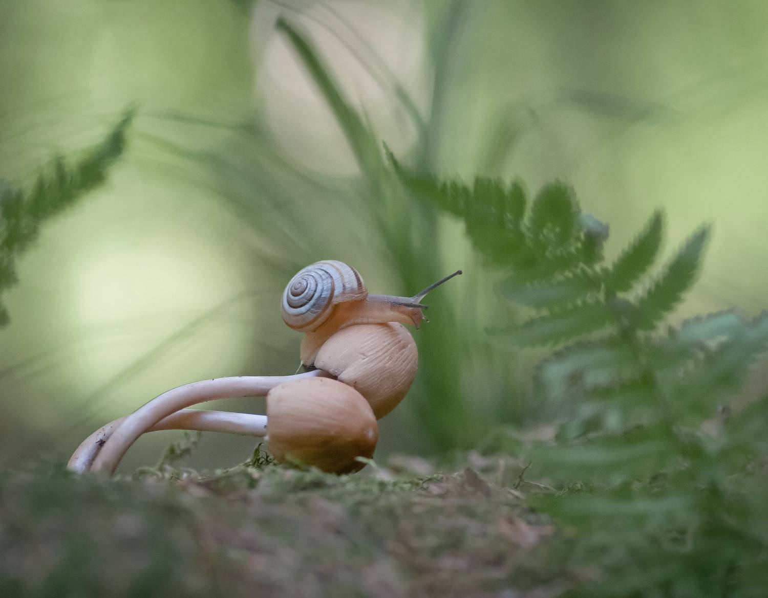 грибы, улитка, лето, беларусь, Александр Гвоздь