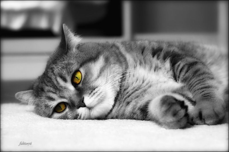 животные, кот, мурзик Мурзик фото превью