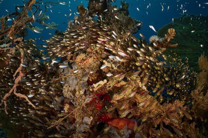 Красноморская рифовая фото превью