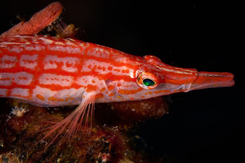 Длиннорылый кудрепер / Longnose hawkfish фото превью