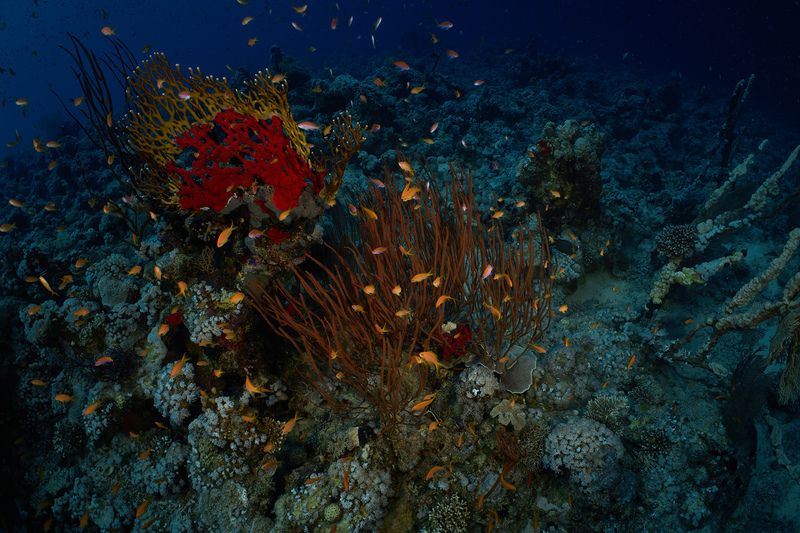 *** фото превью