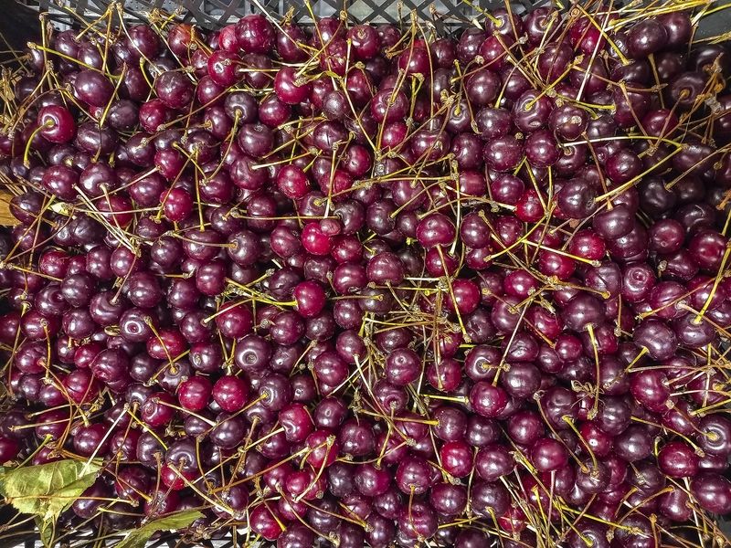 Поспела вишня фото превью