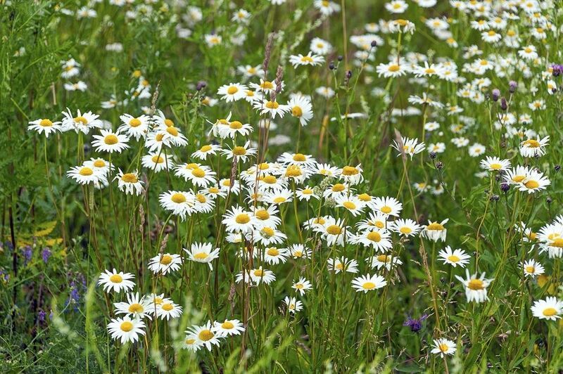 В поле с ромашками фото превью