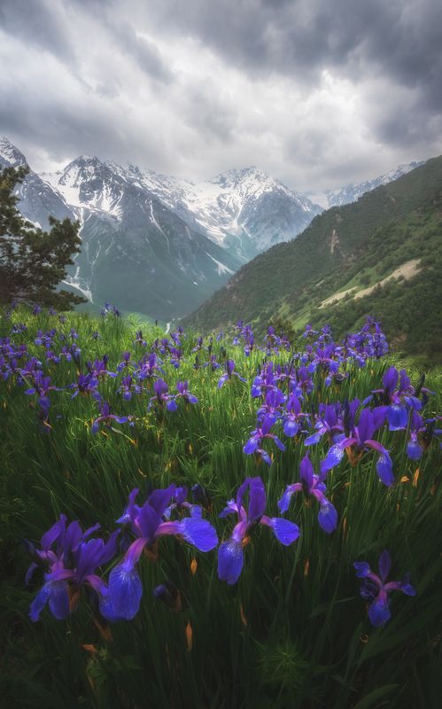 горы, северная осетия, ирисы, гроза В ожидании грозы фото превью