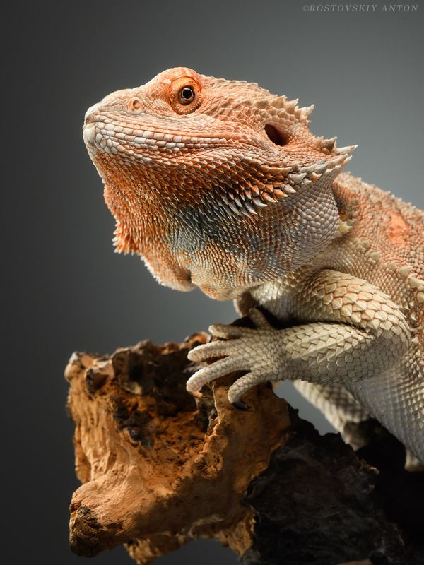 Агама, портрет, ящерица, фотограф рекламный Мудрый взгляд |портретная фотосъёмка в Москве фото превью