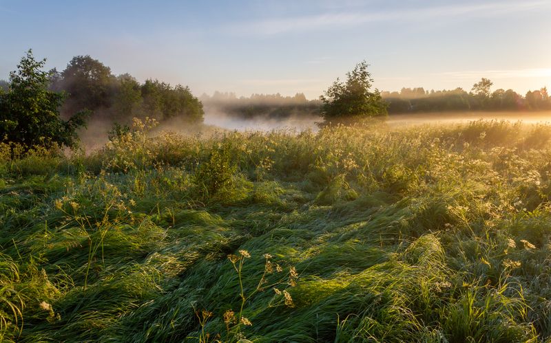 Травы в росе фото превью