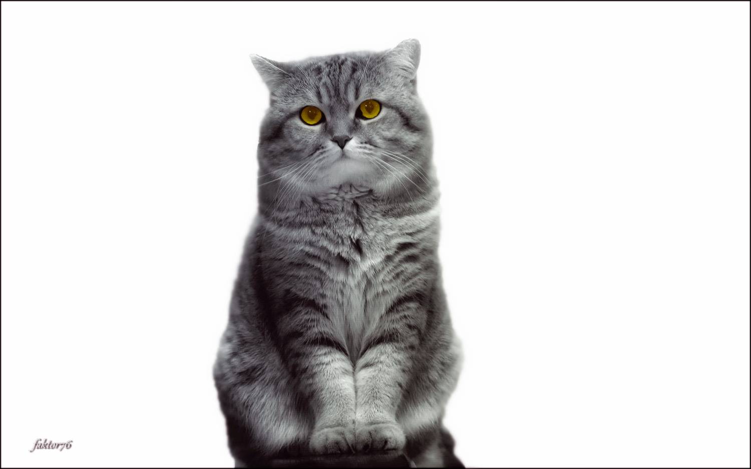 животные, кот, мурзик,  Сергей Валерьевич