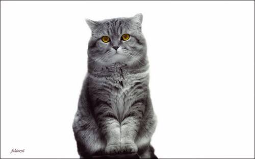 .... Бывают коты \