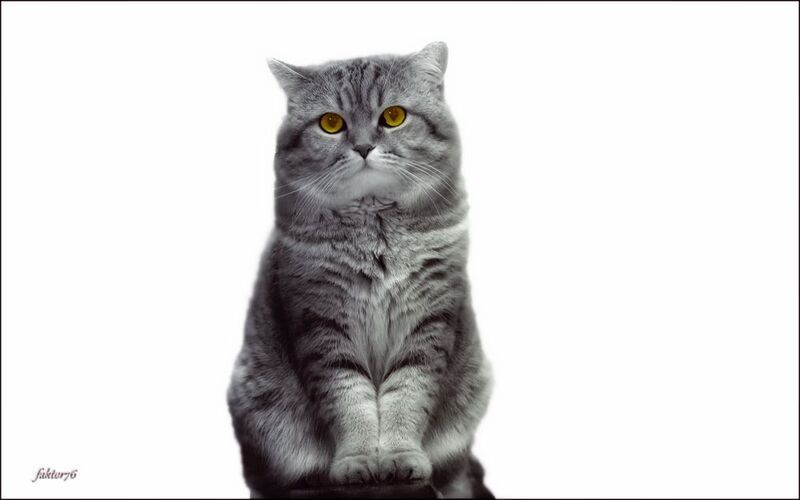 животные, кот, мурзик .... Бывают коты \\ фото превью