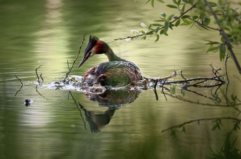 чомга, птицы, царское село, пушкин, большая поганка, поганка, чомги Чомги фото превью