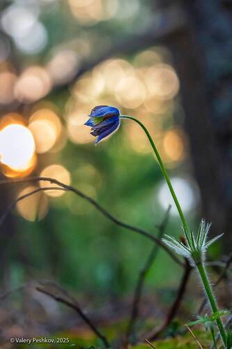 Сон-трава для ленивых)