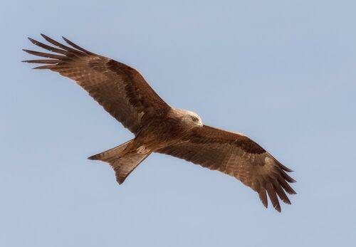 В поисках добычи..