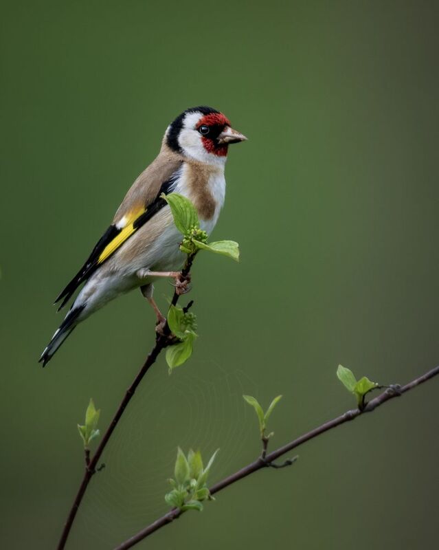 European goldfinch фото превью