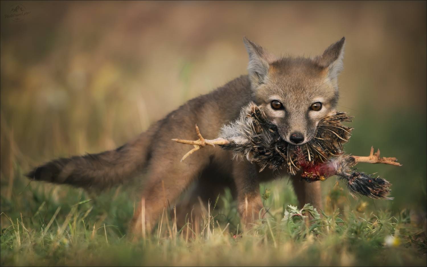 корсак, лиса, степная лиса, взрослый корсак, маныч,заповедник черные земли, корсачок, фото корсака, молодой корсак, степная лисица, vulpes corsac, калмыкия, черные земли,  корсачонок, калмыцкий корсак, корсаки, vulpes corsac kalmykorum, фотографии корсака, Влад Соколовский